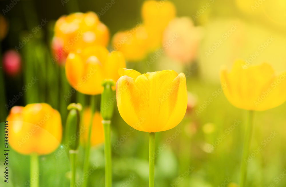 Pink, yellow, red, orange tulips bloom in the garden in the spring sunshine. Pink, yellow, red, orange tulips bloom in the garden in the spring sunshine.