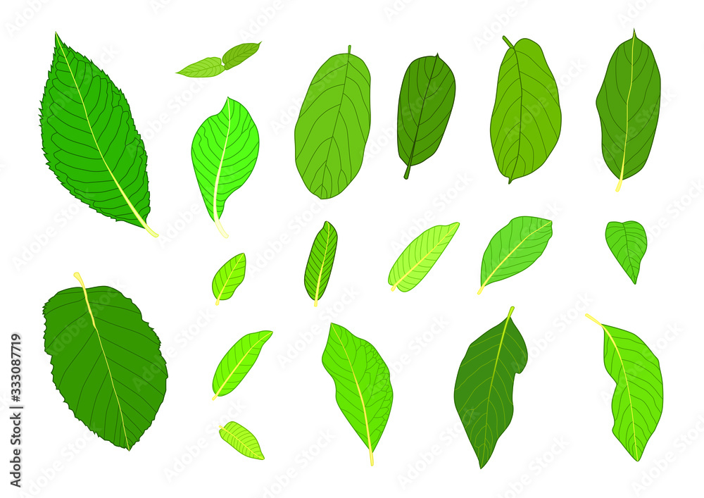 Green Leaves fresh abstract isolated on white background illustration vector Green Leaves fresh abstract isolated on white background illustration vector