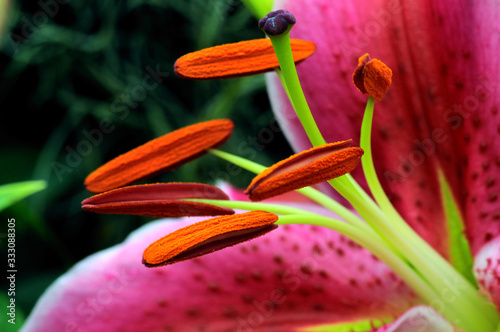 Flower lily