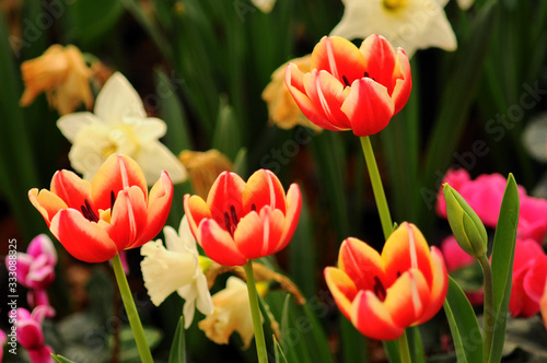 Flower red tulips