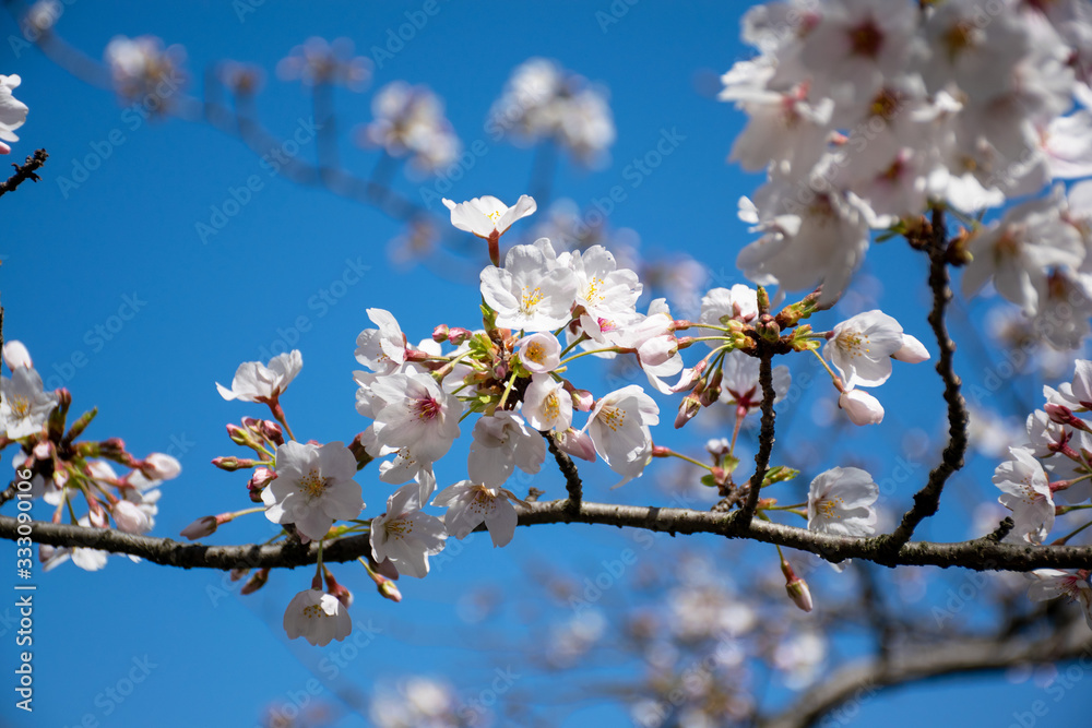 Sakura, cherry blossoms in Chidorigafuchi Tokyo Japan Sakura, cherry blossoms in Chidorigafuchi Tokyo Japan