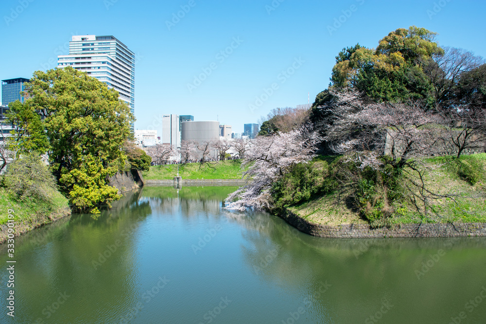 Sakura, cherry blossoms in Chidorigafuchi Tokyo Japan
