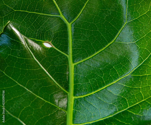 фотографія Background of leaf closeup, leathery green background