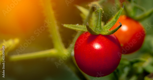 Tomato fruits plant, organic tomatoes for cooking sauce and soup, close up view photo for creative desige background photo