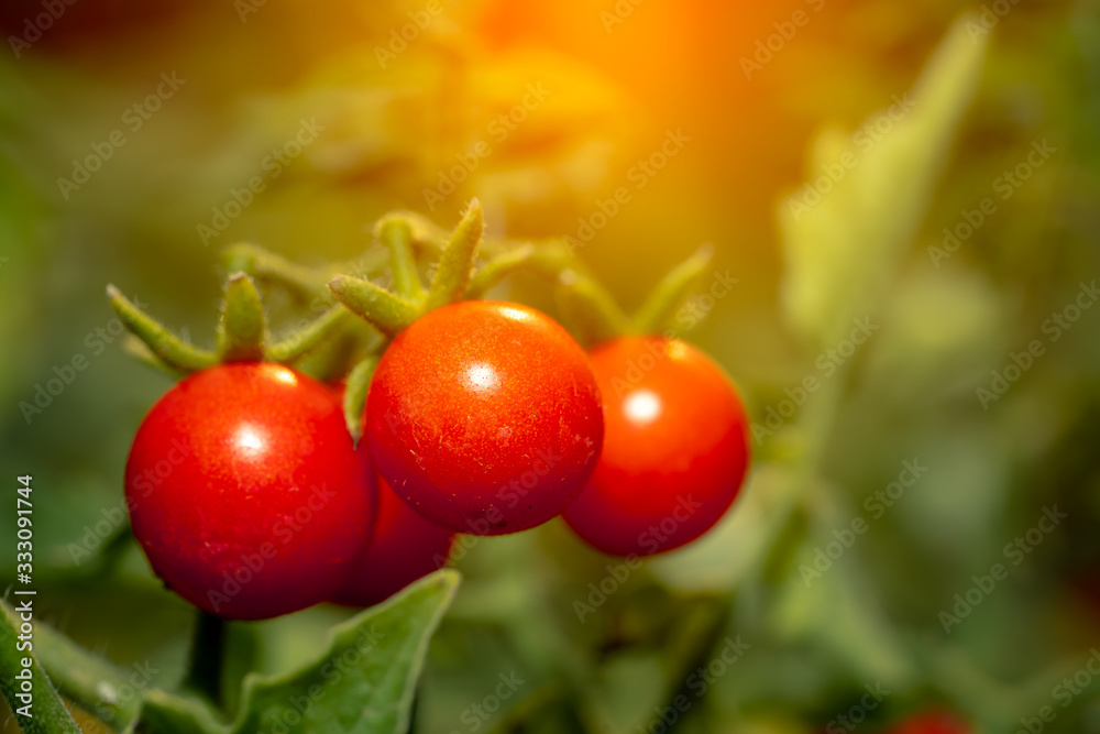 Tomato fruits plant, organic tomatoes for cooking sauce and soup, close up view photo for creative desige background