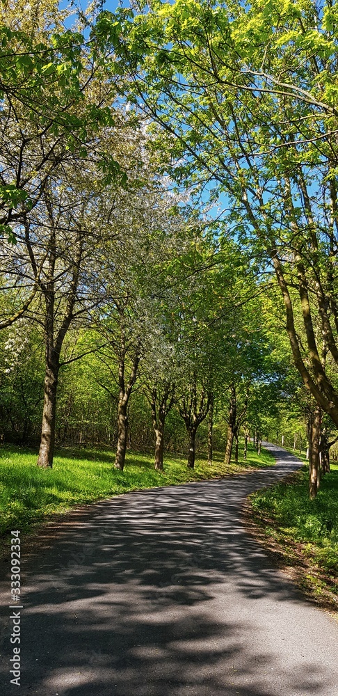 alley in park on sunny day