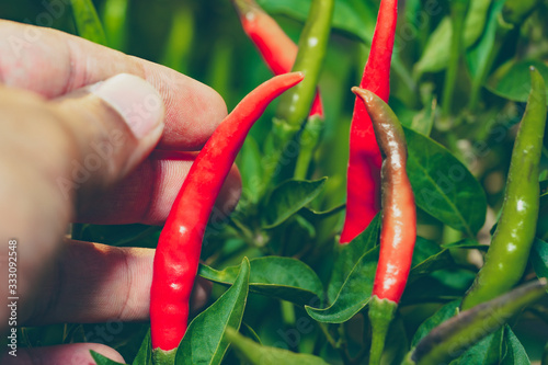 Chilli pepper garden concept, organic chillies vegetable planting in farm countryside, red and green fruit peppers on stem for havesting to cooking and sell in market  photo