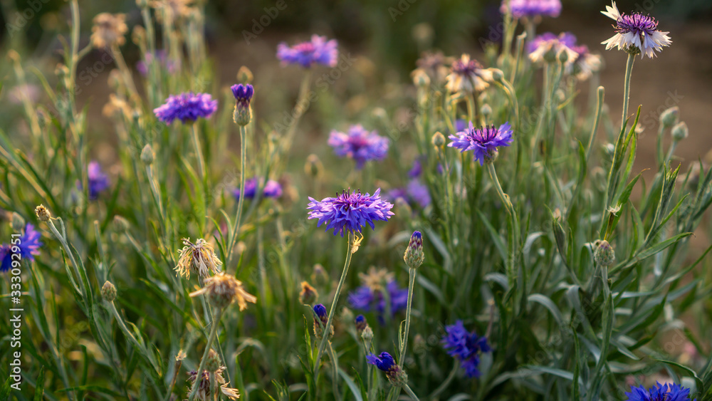 field of blue petals of Cornflower blooming on blurry green leaves, know as bachelor's button or basket flower field of blue petals of Cornflower blooming on blurry green leaves, know as bachelor's button or basket flower