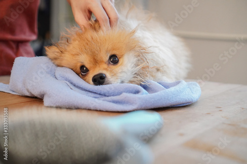 Pet Shower, pomeranian or small dog breed sits on a wooden table and dry off dog hair with blue absorber cloth