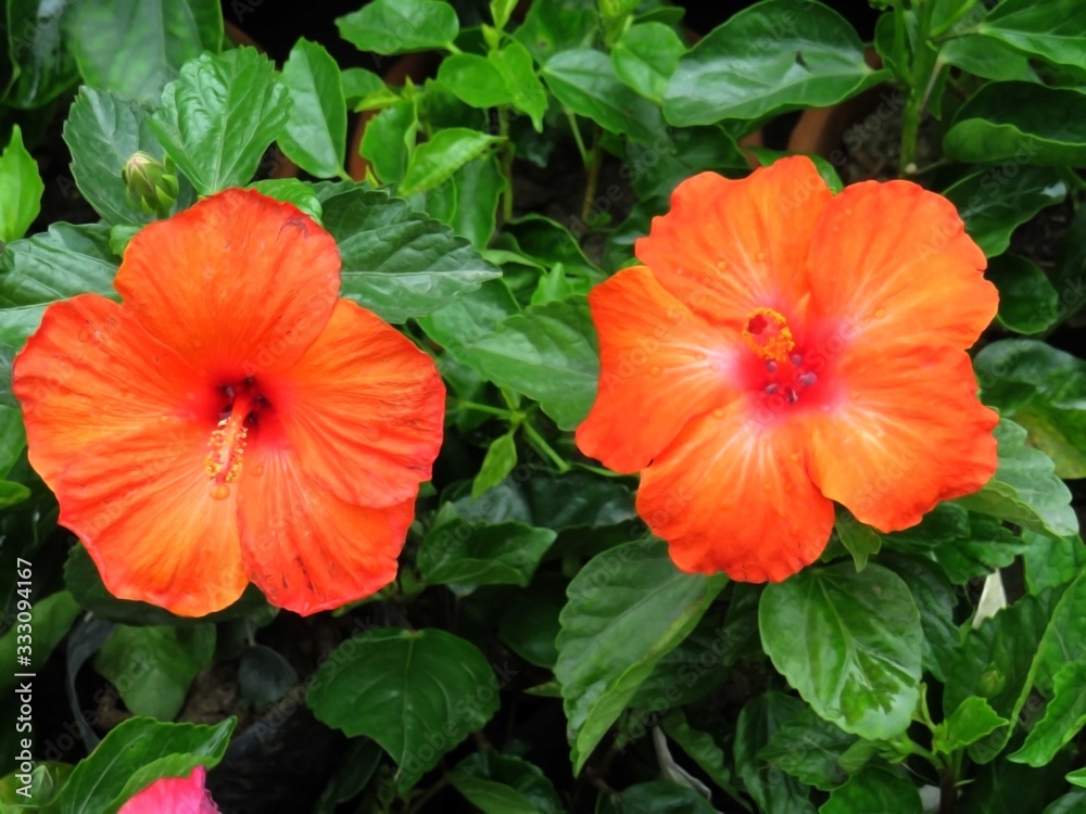 Nice Hibiscus image, it is very popular and economical flower of Indian
