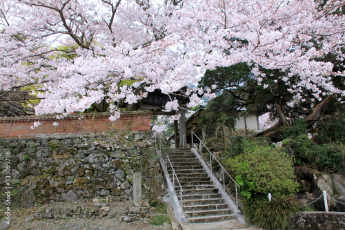 宮若市の清水観音の桜 © shochanksd