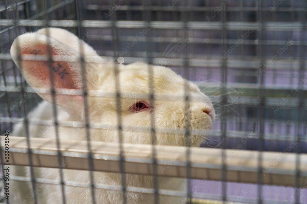 Obraz premium Rabbit in the cage. Rabbit farm.