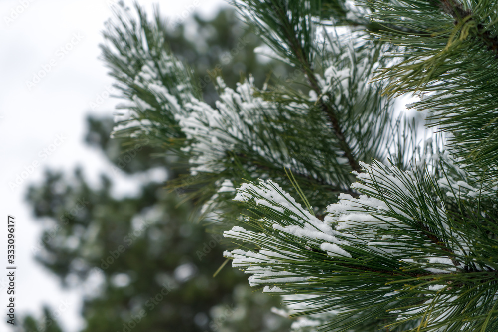 green needles image under the snow. green needles image under the snow.