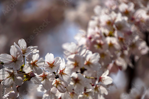 Cherry blossom close up　桜の花のクローズアップ