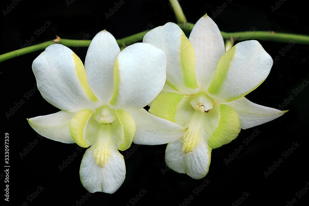 white orchid on black background white orchid on black background