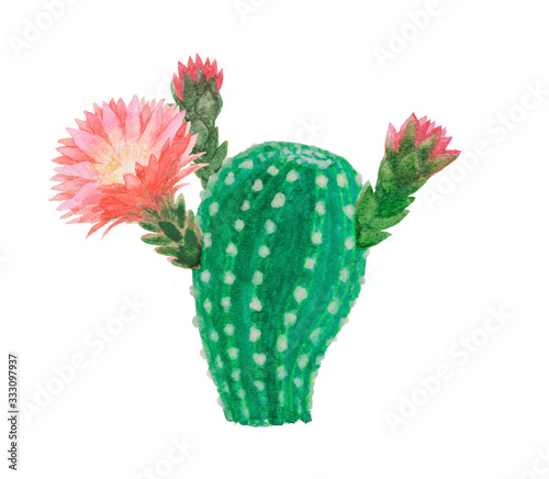 Cactus succulent plant water color painting isolated on white, illustration clipping path, the drawing of green and spike Echinopsis Cactus with pink flower blossom in tropical botanical plants