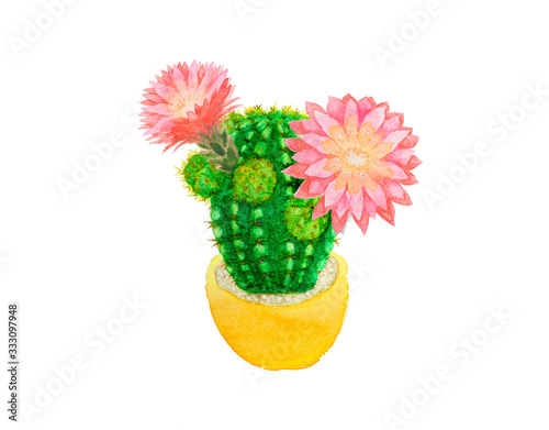 Cactus succulent plant water color painting isolated on white, illustration clipping path, drawing of green and spike Echinopsis calochlora Cactus with pink flower blossom in tropical botanical plants photo