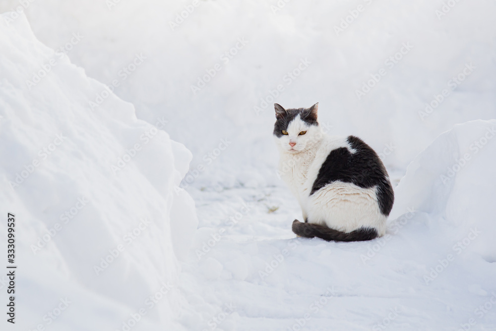 Street cat sitting on the snow under sunlight