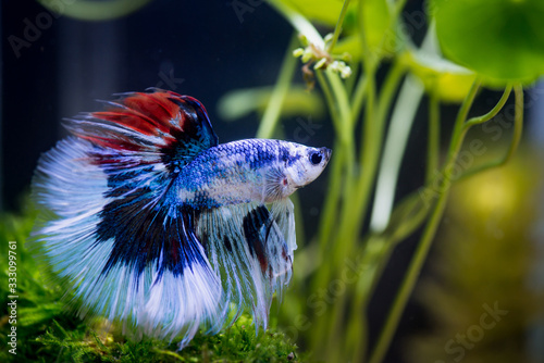 Close up of fancy half moon Siamese fighting fish in a fish tank photo