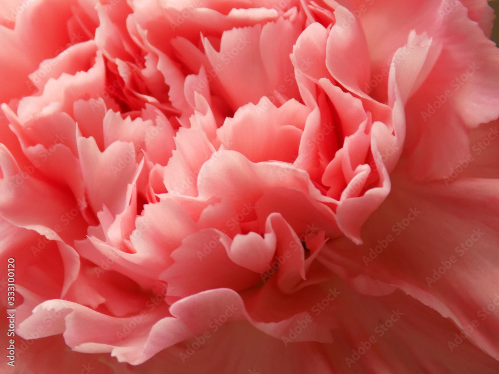 Pink carnation Pink carnation