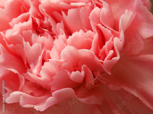 Pink carnation