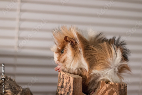 portrait of a Guinea pig