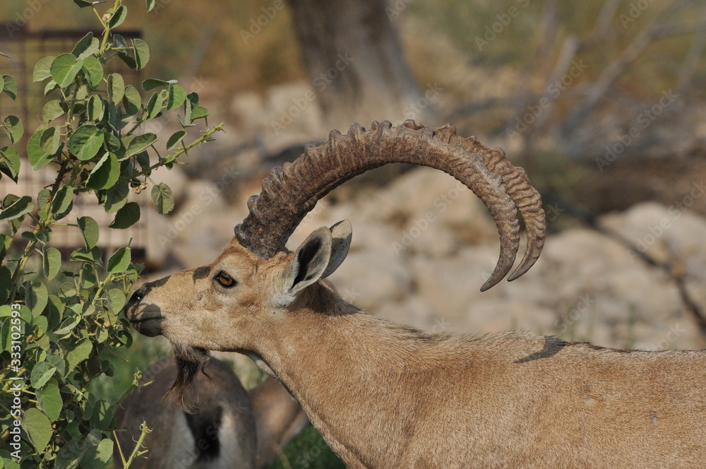 Nubian Ibex with winding horns in the Ein Gedi National Park in Israel in the desert near the Dead Sea