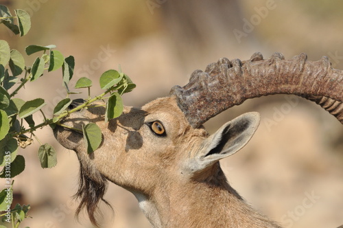 Bilde på lerret Nubian Ibex with winding horns in the Ein Gedi National Park in Israel in the de