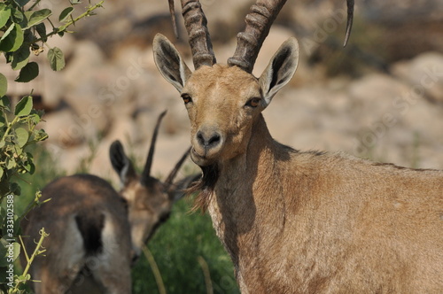 Fototapeta Naklejka Na Ścianę i Meble -  Nubian Ibex with winding horns in the Ein Gedi National Park in Israel in the desert near the Dead Sea