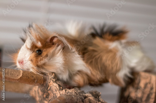 portrait of a Guinea pig