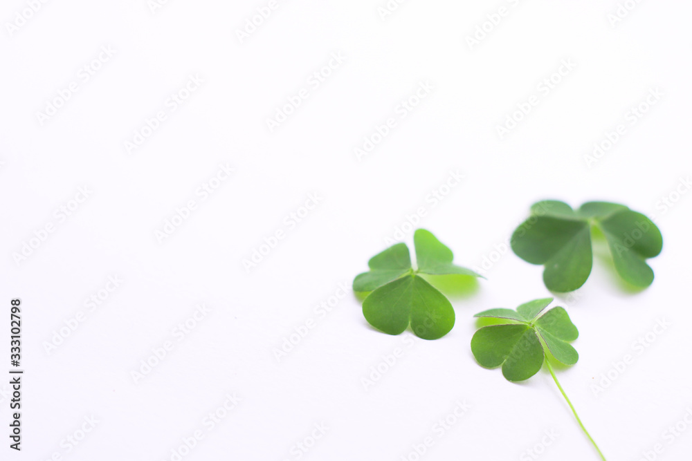 Green clover leaf   on white background with three-leaved shamrocks