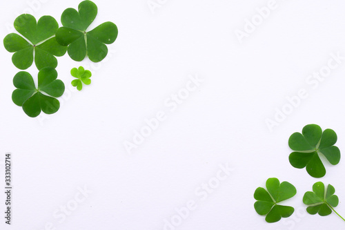 Green clover leaf on white background with three-leaved shamrocks