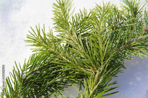 Green fir branch lies in the snow