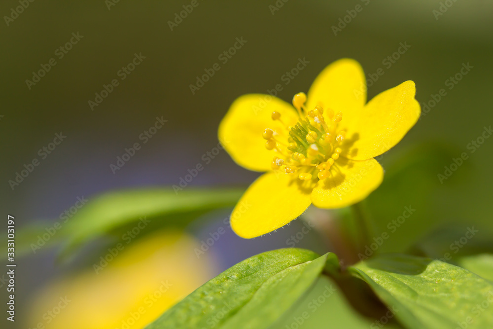 Yellow anemone (Anemone ranunculoides) or yellow wood anemone or buttercup anemone, woodland and forest plant with root-like rhizomesand petal-like tepals of rich yellow colouring, Ranunculaceae Yellow anemone (Anemone ranunculoides) or yellow wood anemone or buttercup anemone, woodland and forest plant with root-like rhizomesand petal-like tepals of rich yellow colouring, Ranunculaceae