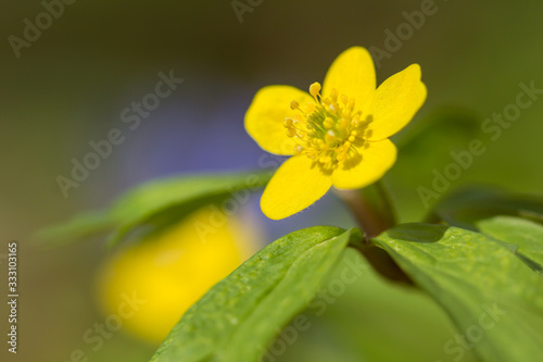 Yellow anemone  Anemone ranunculoides  or yellow wood anemone or buttercup anemone  woodland and forest plant with root-like rhizomesand petal-like tepals of rich yellow colouring  Ranunculaceae