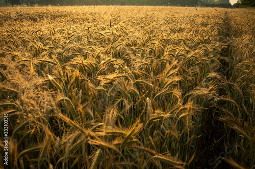 Wheat field in the early morning