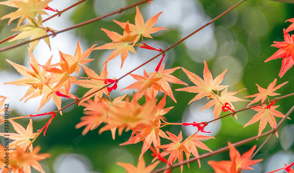 Close up of red maple leaf