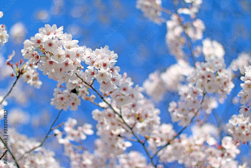 桜 さくら 満開 桜咲く