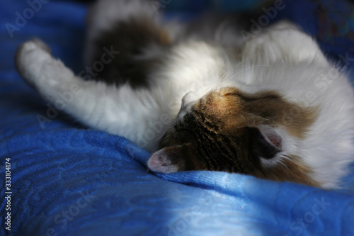 sunlight falling on a cat sleeping on its back