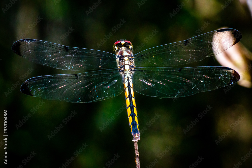 dragonfly on a branch dragonfly on a branch