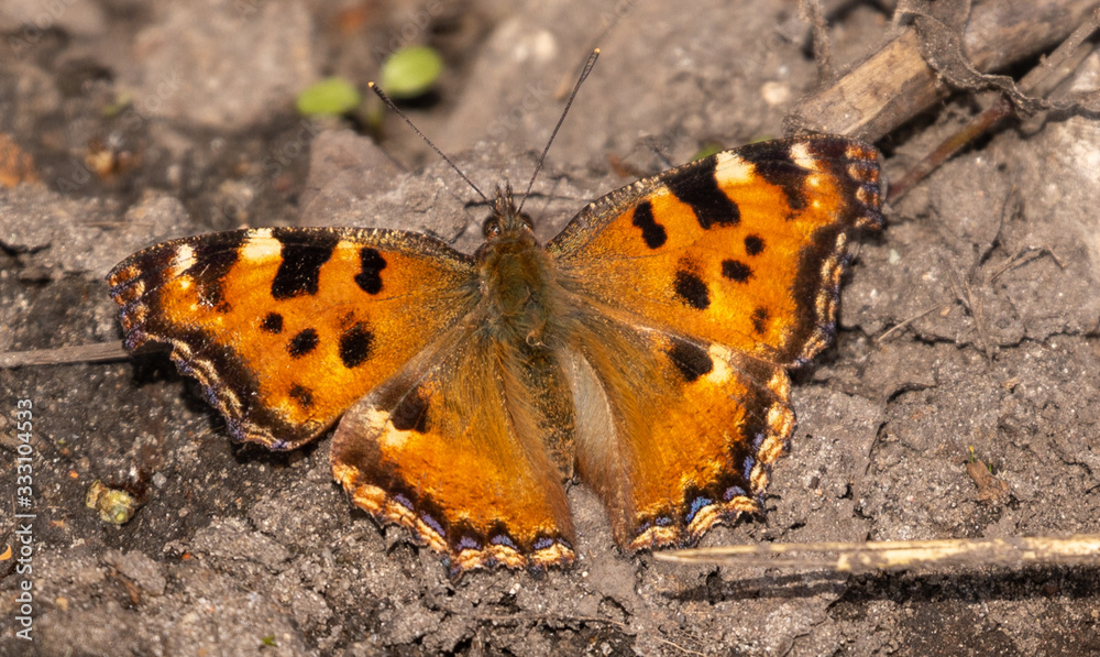 Large Tortoiseshell butterfly Large Tortoiseshell butterfly