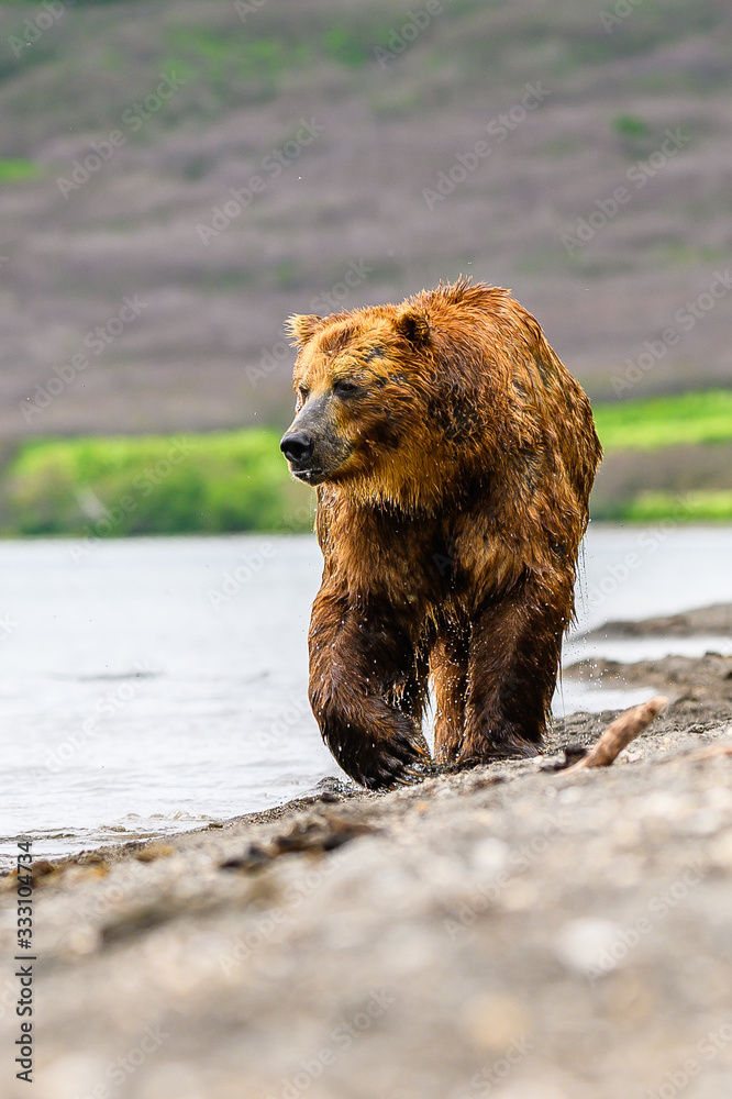 Fototapeta premium Ruling the landscape, brown bears of Kamchatka (Ursus arctos beringianus)