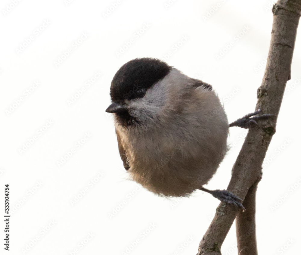 Obraz premium Willow Tit