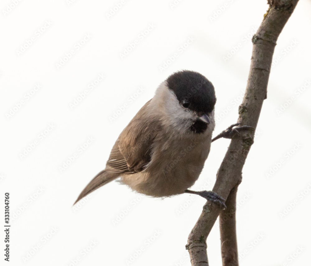 Obraz premium Willow Tit