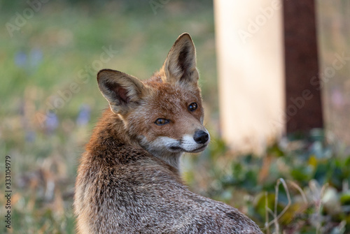 Photography Red Fox (m) exploring his territory during mating season