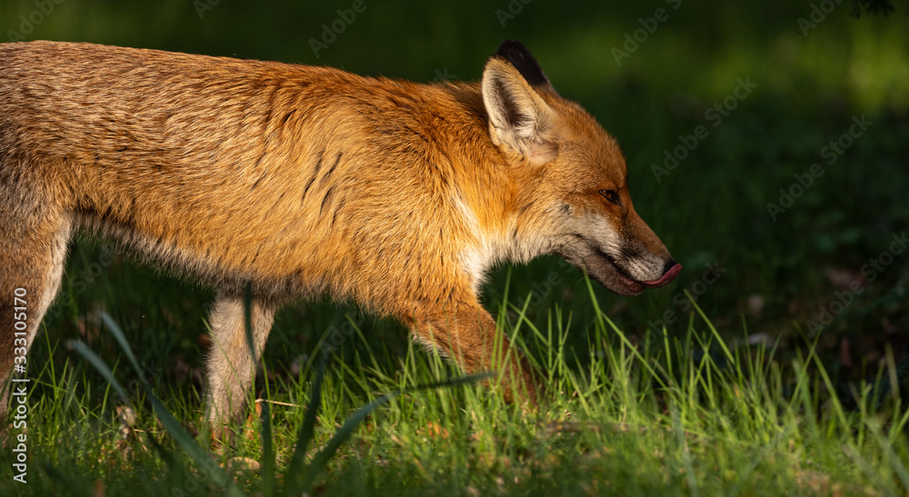Red Fox (m) exploring his territory during mating season