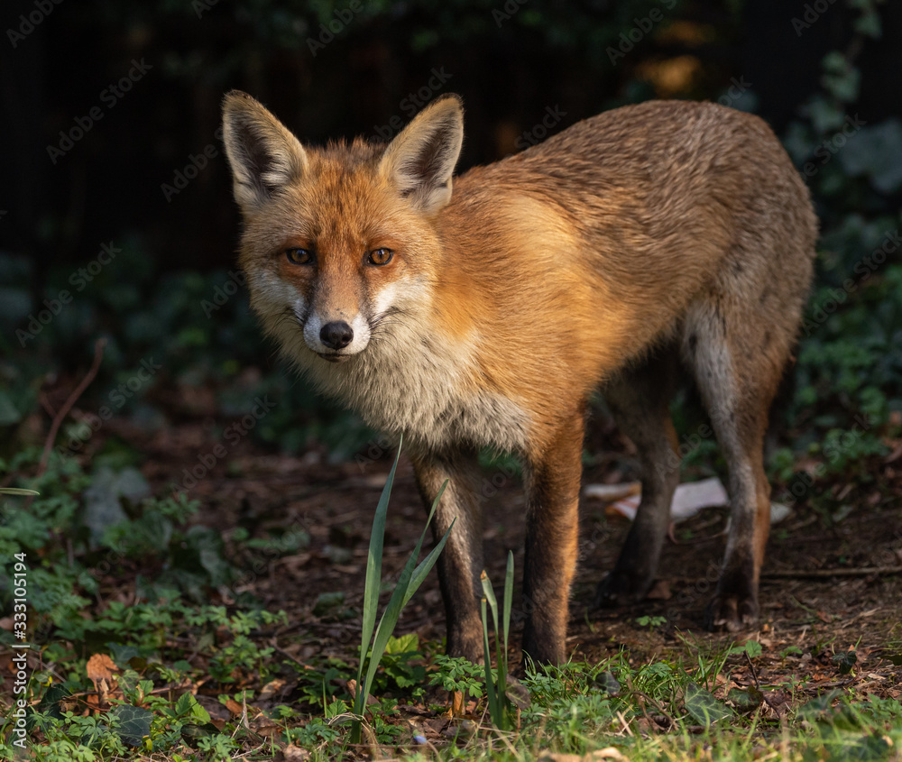 Red Fox (m) exploring his territory during mating season Red Fox (m) exploring his territory during mating season