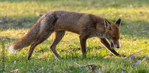 Canvas Print Red Fox (m) exploring his territory during mating season