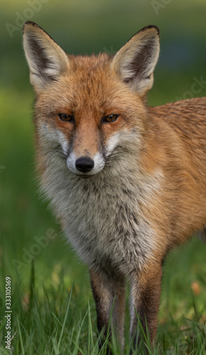 Red Fox (m) exploring his territory during mating season © David