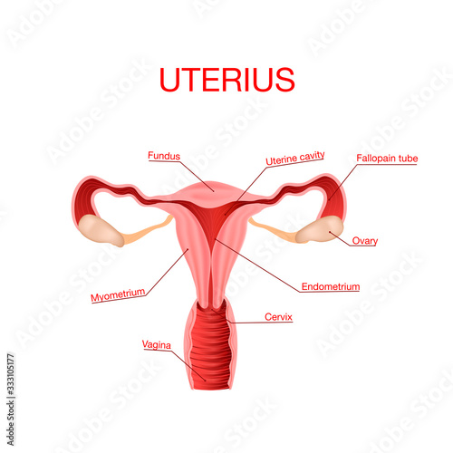 Realistic human internal organ uterus vector design illustration